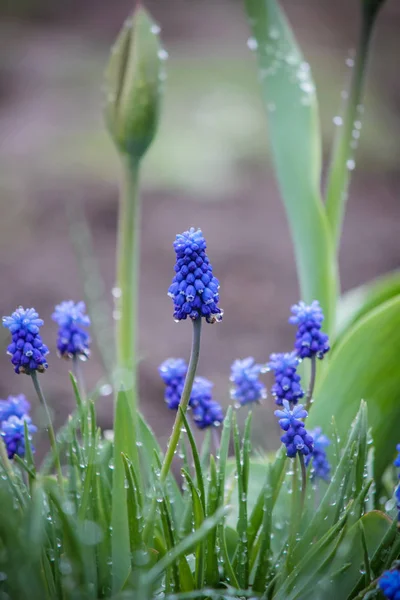 Fleurs de Muscari en fleurs. focus sélectif . — Photo