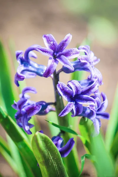 Blooming hyacinth flowers. selective focus. — Stock Photo, Image
