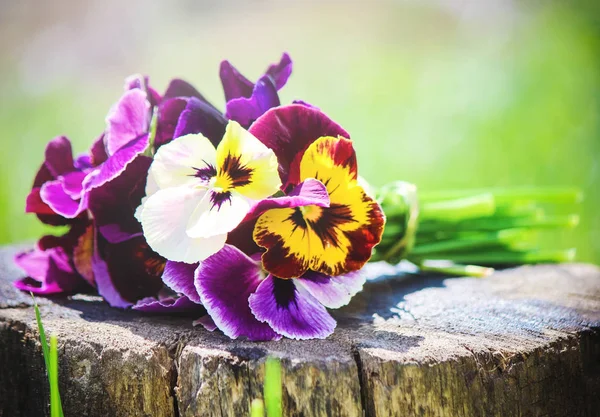Anutiny Augen blühende Blumen. Selektiver Fokus. — Stockfoto