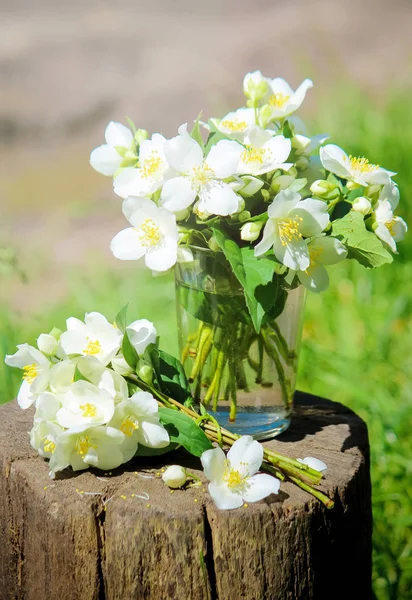 Flores de jazmín florecientes. enfoque selectivo . — Foto de Stock