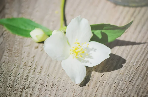 Blooming Jasmine flowers. selective focus. — Stock Photo, Image