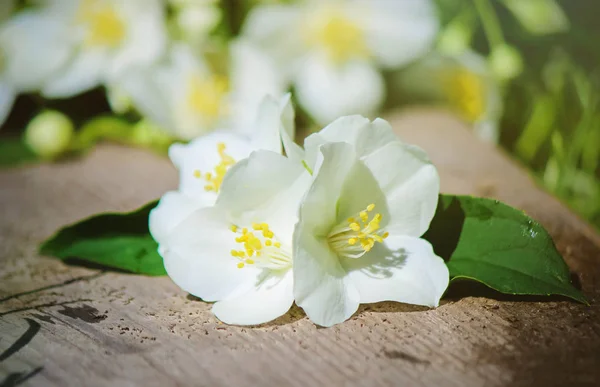 Blooming Jasmine flowers. selective focus. — Stock Photo, Image