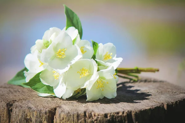 Blooming Jasmine flowers. selective focus. — Stock Photo, Image