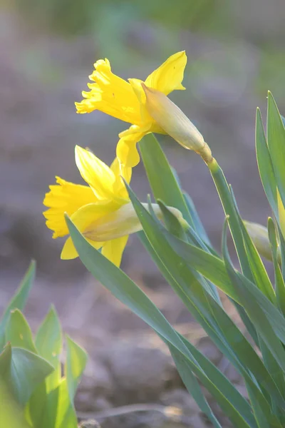 Kvetoucí Narcis Selektivní ostření. — Stock fotografie