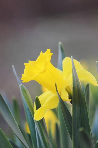 Florescendo Narciso foco seletivo . — Fotografia de Stock