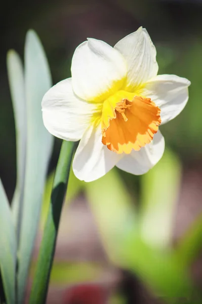 Virágzó nárcisz szelektív összpontosít. — Stock Fotó