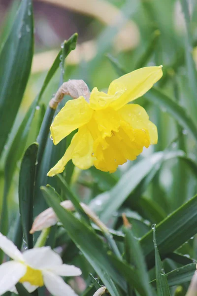 Kvetoucí Narcis Selektivní ostření. — Stock fotografie