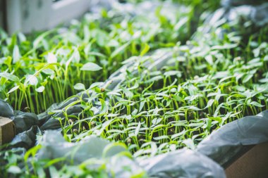 Fidan biber tencere pencere üzerinde. Seçici odak. 