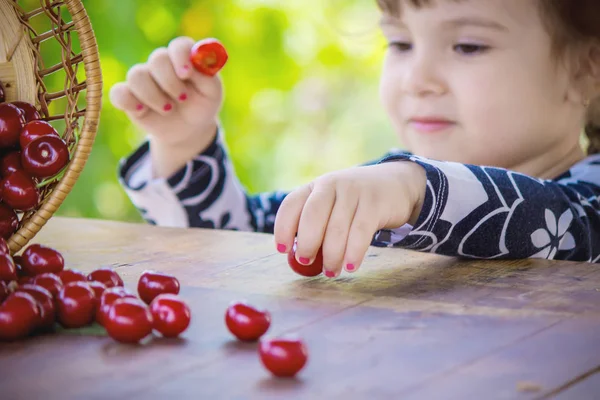 A gyerek cseresznyét szed a kertben. Szelektív fókusz. — Stock Fotó