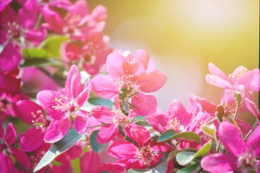 Pembe ağaçlar ilkbaharda çiçek açmış. Seçici odak. 