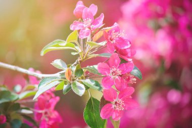 Pembe ağaçlar ilkbaharda çiçek açmış. Seçici odak. 