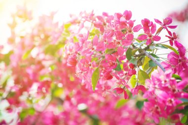 Pembe ağaçlar ilkbaharda çiçek açmış. Seçici odak. 