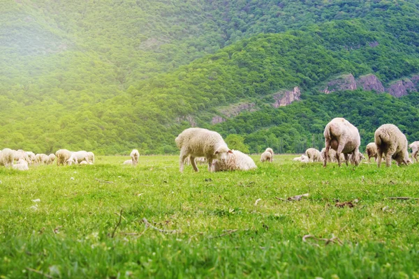 Montanhas do Cáucaso, Geórgia pasto de ovelhas. Foco seletivo . — Fotografia de Stock