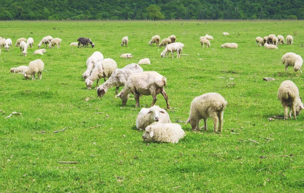 Caucasus mountains, Georgia sheep pasture. Selective focus. — Stock Photo, Image