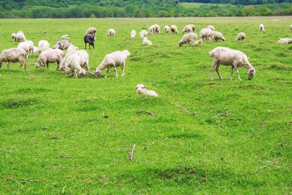 Caucasus mountains, Georgia sheep pasture. Selective focus. — Stock Photo, Image