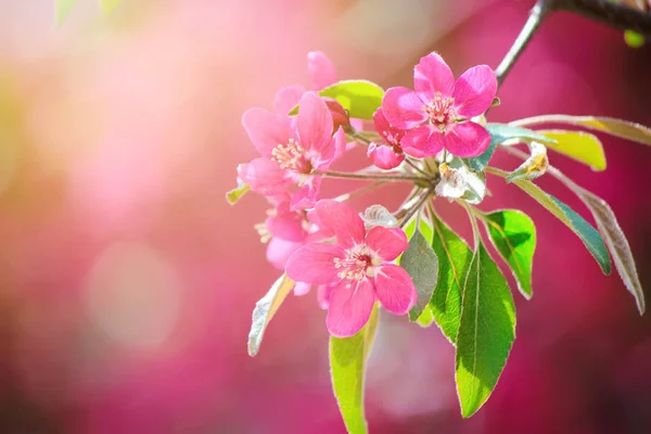 Floração de árvores cor-de-rosa na primavera. Foco seletivo . — Fotografia de Stock