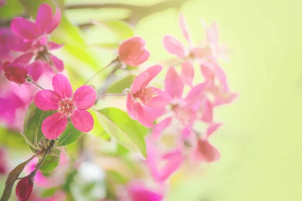 Árboles rosados florecientes en primavera. Enfoque selectivo . — Foto de Stock