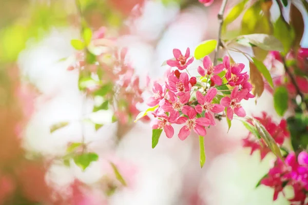 Árboles rosados florecientes en primavera. Enfoque selectivo . — Foto de Stock