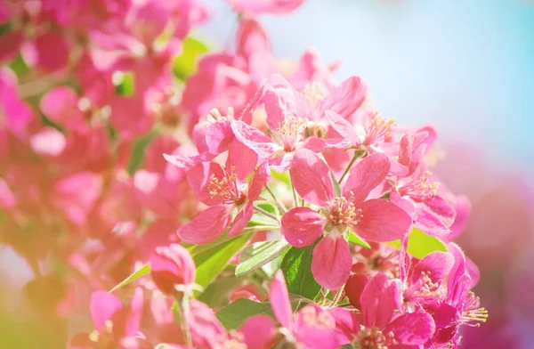 Цветущие розовые деревья весной. Селективный фокус . — стоковое фото