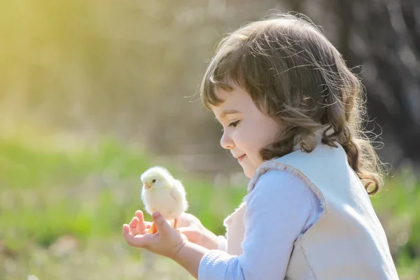 Girl with a chick on his arm. Selective focus. Royalty Free Stock Photos