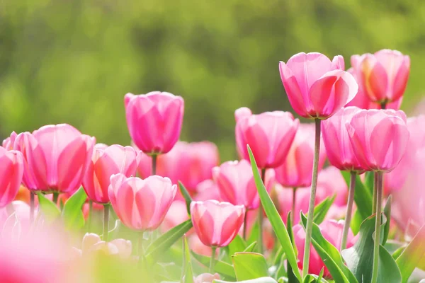 Hintergrund der blühenden Tulpen. Blumen. Selektiver Fokus. — Stockfoto