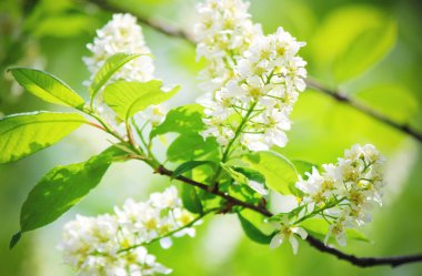 çiçek açan kiraz ağaçlarının arka plan. Çiçekler. Seçici odak.