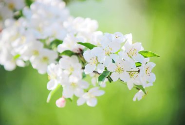 Bahar çiçekli ağaçlar. Seçici odak. 