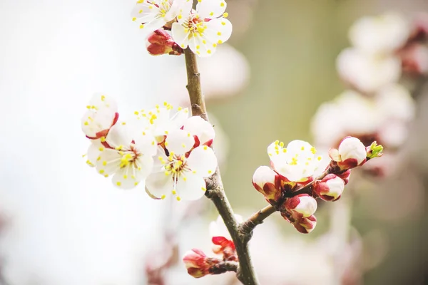 Virágzó fák tavasszal. Szelektív összpontosít. — Stock Fotó