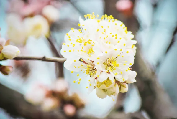 봄에서 꽃 나무입니다. 선택적 초점. — 스톡 사진
