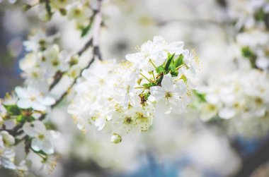 Bahar çiçekli ağaçlar. Seçici odak. 