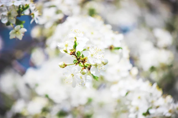 Virágzó fák tavasszal. Szelektív összpontosít. — Stock Fotó