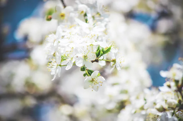 봄에서 꽃 나무입니다. 선택적 초점. — 스톡 사진