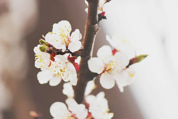 Blühende Bäume im Frühling. Selektiver Fokus. — Stockfoto