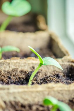 Fidan bardak. Seçici odak. 