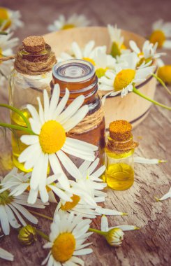 Tıbbi papatya. Homeopati. Seçici odak. 