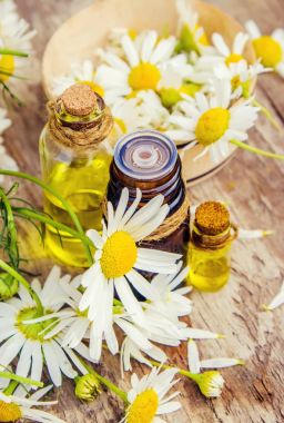 Tıbbi papatya. Homeopati. Seçici odak. 