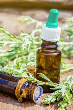 Pelin acı. Homeopati. Seçici odak.