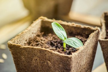 Fide salatalık bardak. Seçici odak.