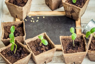 Fide salatalık bardak. Seçici odak.