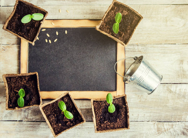 Seedling cucumbers in cups. Selective focus.