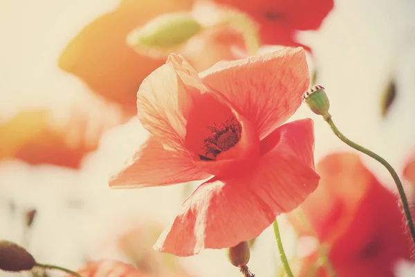 Blüht Mohn auf dem Feld. Selektiver Fokus. — Stockfoto