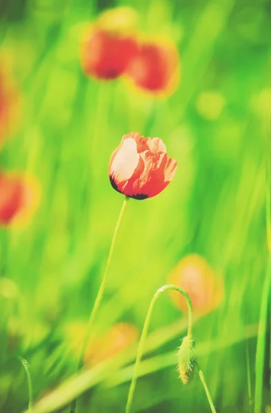 Blüht Mohn auf dem Feld. Selektiver Fokus. — Stockfoto