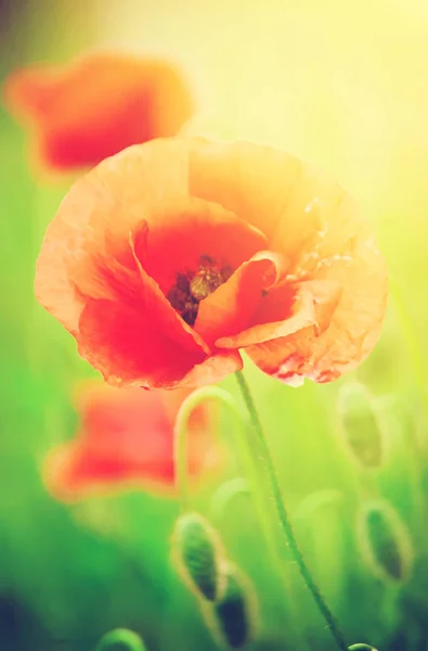Flowers Poppies blooming in the field. selective focus. — Stock Photo, Image