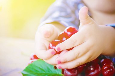 Çocuk bahçede kiraz topluyor. Seçici odak.