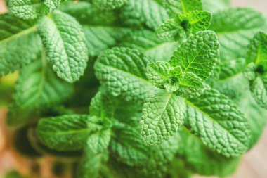 Nane ve etiket. Seçici odak.