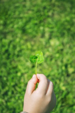 Doku Shamrock. Yonca. Seçici odak.
