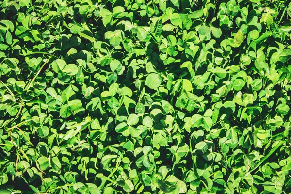 Texture Shamrock. Trifoglio. Focus selettivo . — Foto Stock