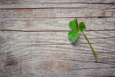 Doku Shamrock. Yonca. Seçici odak.