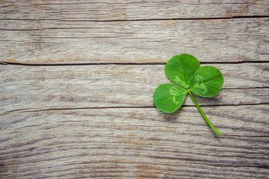 Doku Shamrock. Yonca. Seçici odak.