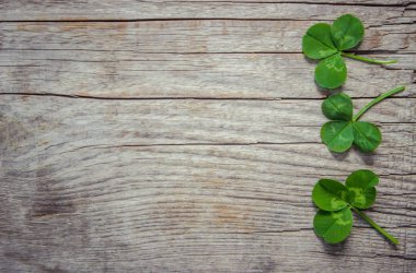 Doku Shamrock. Yonca. Seçici odak.